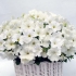 Petunia gioconda - opis odmiany
