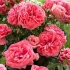 Kimono z róży pnącej odmiany floribunda (kimono): sadzenie i pielęgnacja