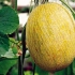 Dlaczego melon pachnie jak aceton?