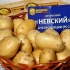 Szczegółowy opis i charakterystyka odmian ziemniaka nevsky