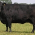 Rasa bydła angus