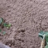 Rozmnażanie wiciokrzewu przez sadzonki: latem, wiosną i jesienią