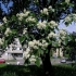 Rowan średniozaawansowany (szwedzki)