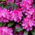 Rododendron: choroby i leczenie, zdjęcie
