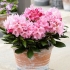 Rhododendron hanya: opis odmiany, zdjęcia, recenzje