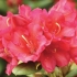 Rododendron jagello: opis, recenzje, zdjęcia
