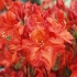 Rododendron katevbinsky: roseum elegans, cunninghams biały