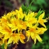 Rhododendron pontic: zdjęcie, opis, uprawa