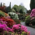 Rododendrony w krajobrazie ogrodowym