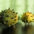 Rogaty melon