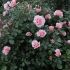 Rose elizabeth stuart (elizabeth stuart): opis odmiany, zdjęcie
