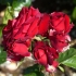 Rosa floribunda niccolo paganini: opis odmiany, zdjęcia, opinie