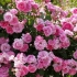 Rosa morden stulecie