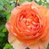 Rosa pet austin: recenzje