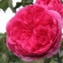 Parada wspinaczkowa rosa: sadzenie i pielęgnacja