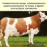 Simentals - charakterystyka krów i byków, ras mlecznych bydła