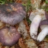 Niebiesko-żółta russula: opis grzyba, zdjęcie