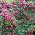 Kometa plum kuban: opis odmiany, zdjęcia, recenzje