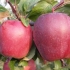 Odmiana jabłek red delicious