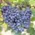 Odmiana winogron i wino muscat hamburg - opis