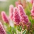 Bilard spirea: zdjęcie i opis