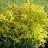 Ognisko spirea