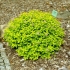 Spirea złoty dywan, magiczny dywan i zielony dywan