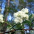Spirea cantonese lanciata: zdjęcie i charakterystyka
