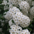 Spirea na syberii