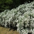 Spirea vangutta: sadzenie i pielęgnacja, zdjęcie