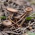 Sadzonki strobiliurus: zdjęcie i opis, zastosowanie