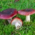 Russula brązowieje: zdjęcie i opis
