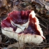Russula kele: opis i zdjęcie
