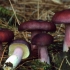 Russula sardonyx: opis i zdjęcie