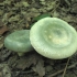 Russula zielonkawy: opis grzyba, zdjęcie