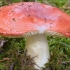 Płonący russula: opis i zdjęcie