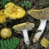 Russula złoty żółty: opis i zdjęcie