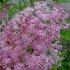 Meadowsweet (meadowsweet) czerwona venusta magnifica (venusta magnifica): opis, zdjęcie