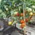 Bobcat tomato f1: opis, zdjęcie, recenzje