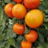 Meteoryt tomato chelyabinsk: recenzje + zdjęcia