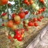 Tomato evpator: charakterystyka i opis odmiany