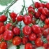 Pomidor pelargonii: charakterystyka i opis odmiany