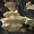 Tramety garbate (garbate tinder fungus): zdjęcie i opis, zastosowanie