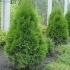 Thuja holmstrup western: opis, sadzenie i pielęgnacja