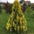 Thuja western yellow ribbon (żółta wstążka, żółta wstążka): opis i zdjęcie, opinie, wzrost