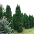 Kolumna zachodnia thuja (kolumna): zdjęcie i opis, recenzje, sadzenie i pielęgnacja