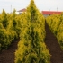 Thuja western sunkist (sunkist): opis, zdjęcie