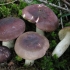 Russula turecka: opis grzybów, zdjęcie