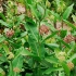 Asclepias syriaca (syryjski): zdjęcie, wyrastające z nasion