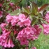 Weigela kwitnąca nana purpurea (fioletowa, nana purpurea): zdjęcie, opis, recenzje, rozmnażanie
